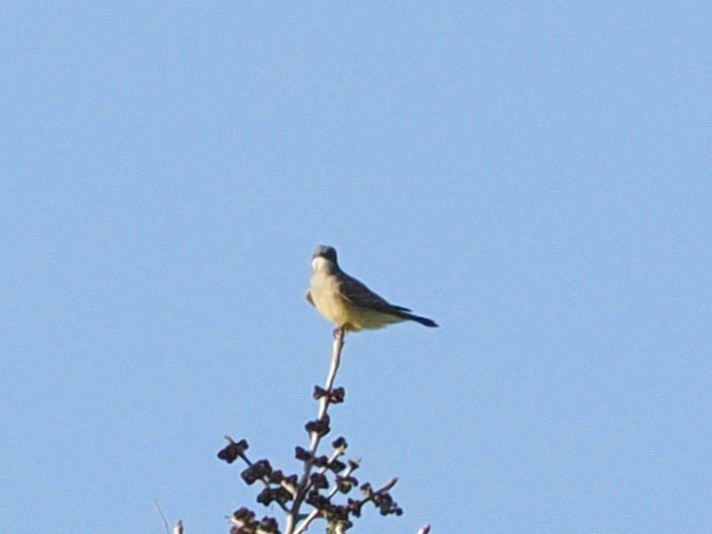 Cassin's Kingbird - ML643174154