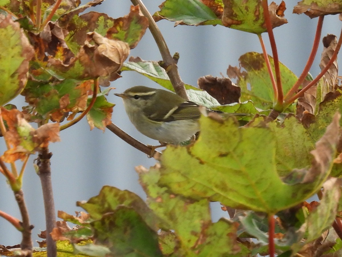 Yellow-browed Warbler - ML643174158