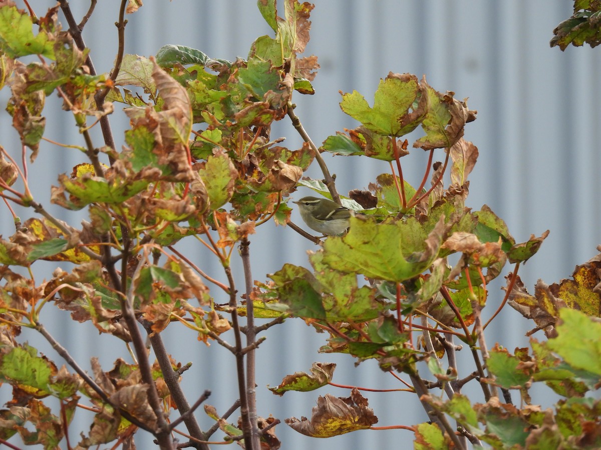 Yellow-browed Warbler - ML643174159