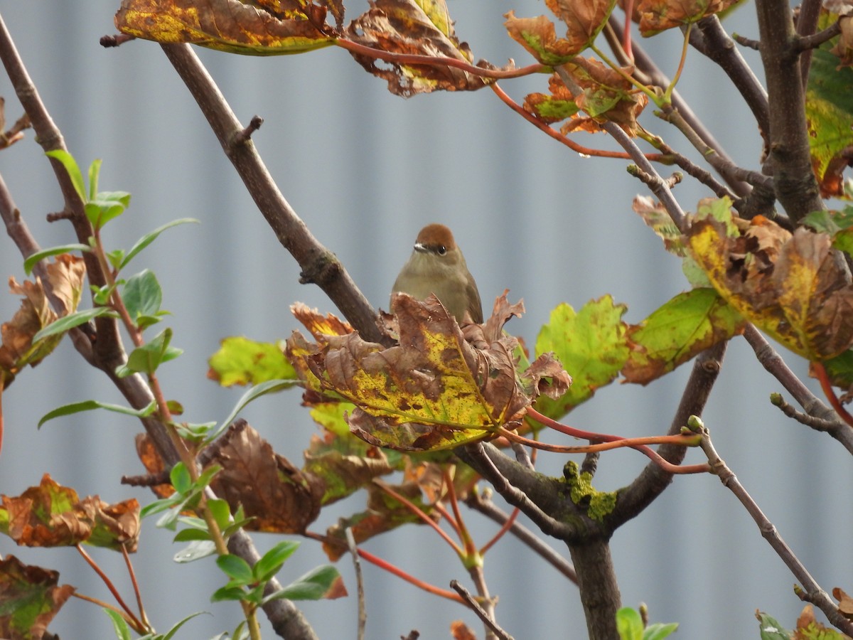 Eurasian Blackcap - ML643174160