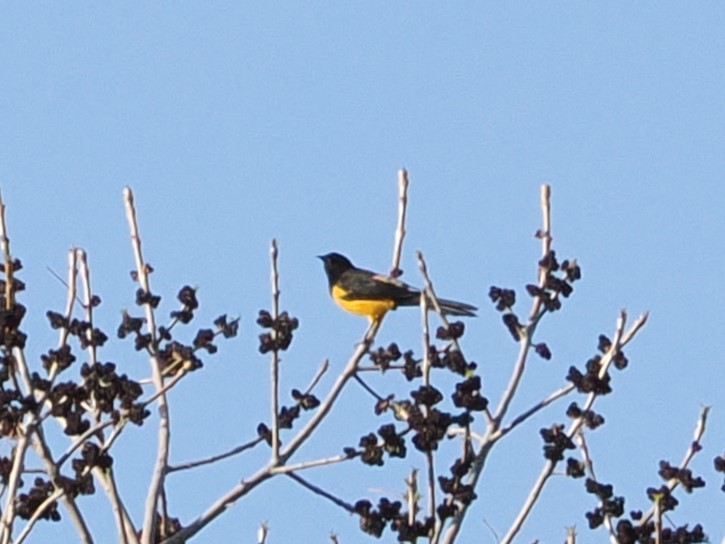 Black-vented Oriole - ML643174165