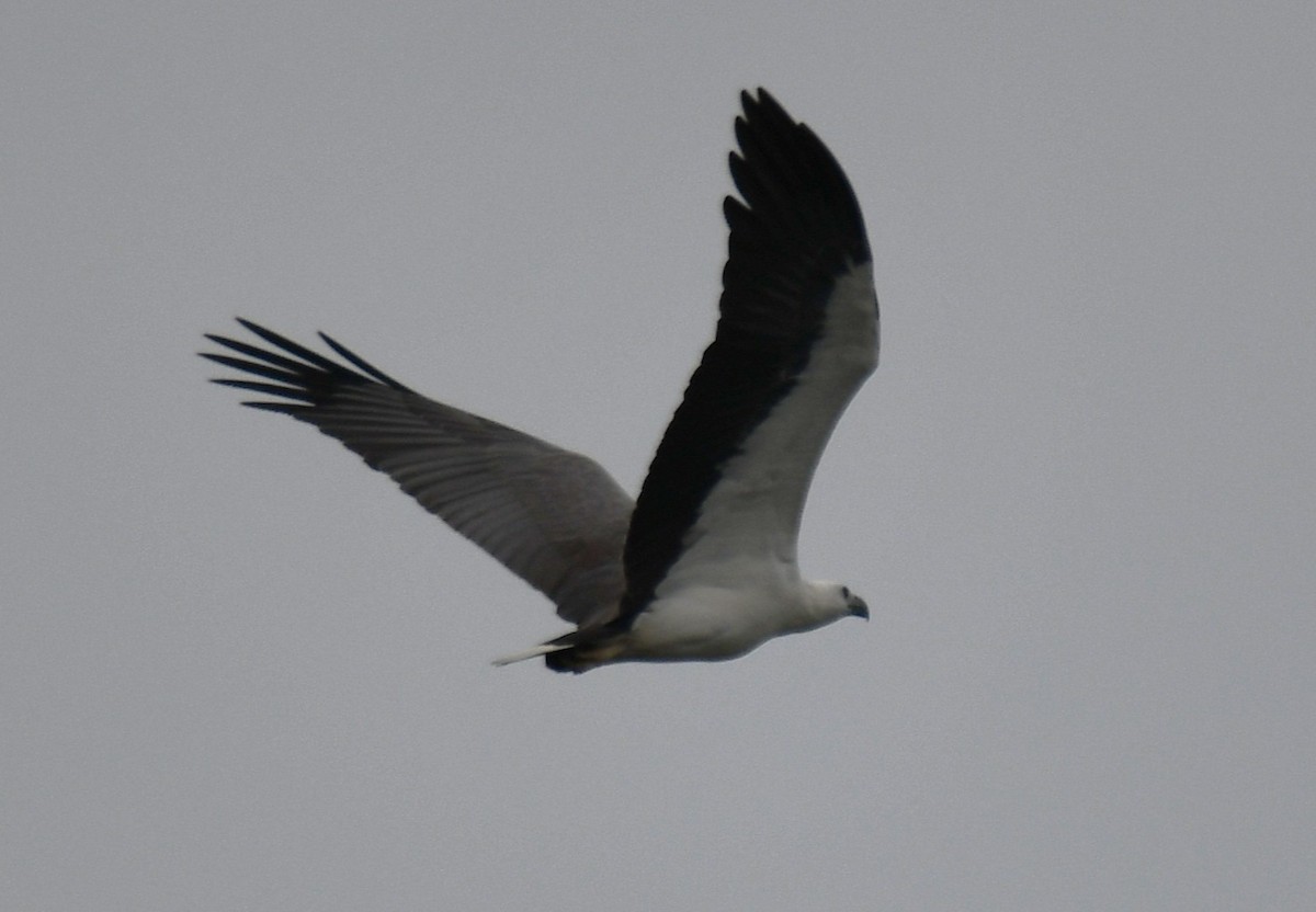White-bellied Sea-Eagle - ML643174168