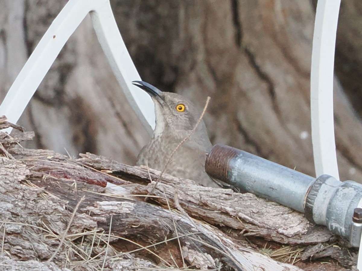 Curve-billed Thrasher (curvirostre Group) - ML643174181