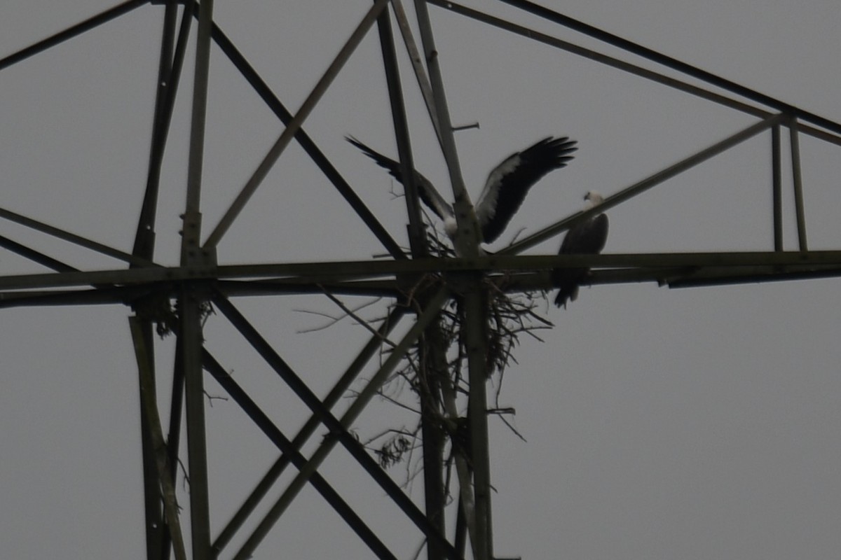 White-bellied Sea-Eagle - ML643174187