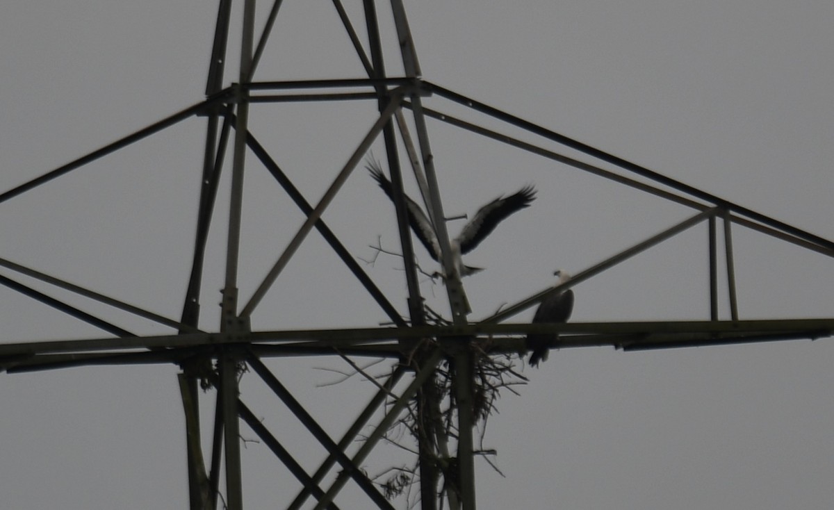 White-bellied Sea-Eagle - ML643174189