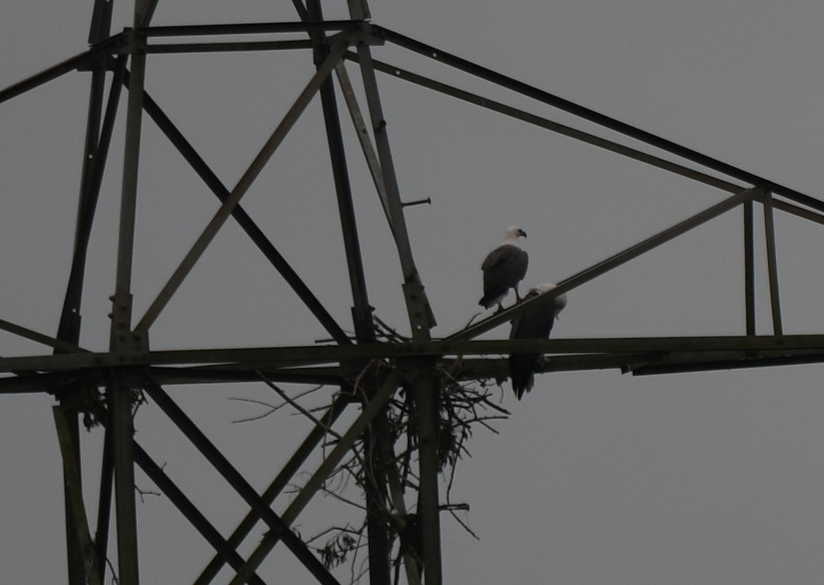 White-bellied Sea-Eagle - ML643174190