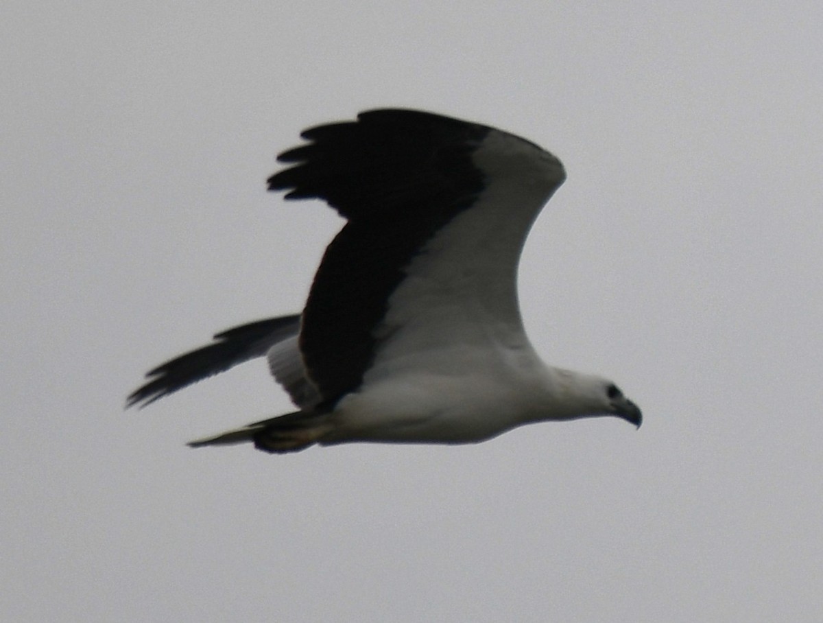 White-bellied Sea-Eagle - ML643174192