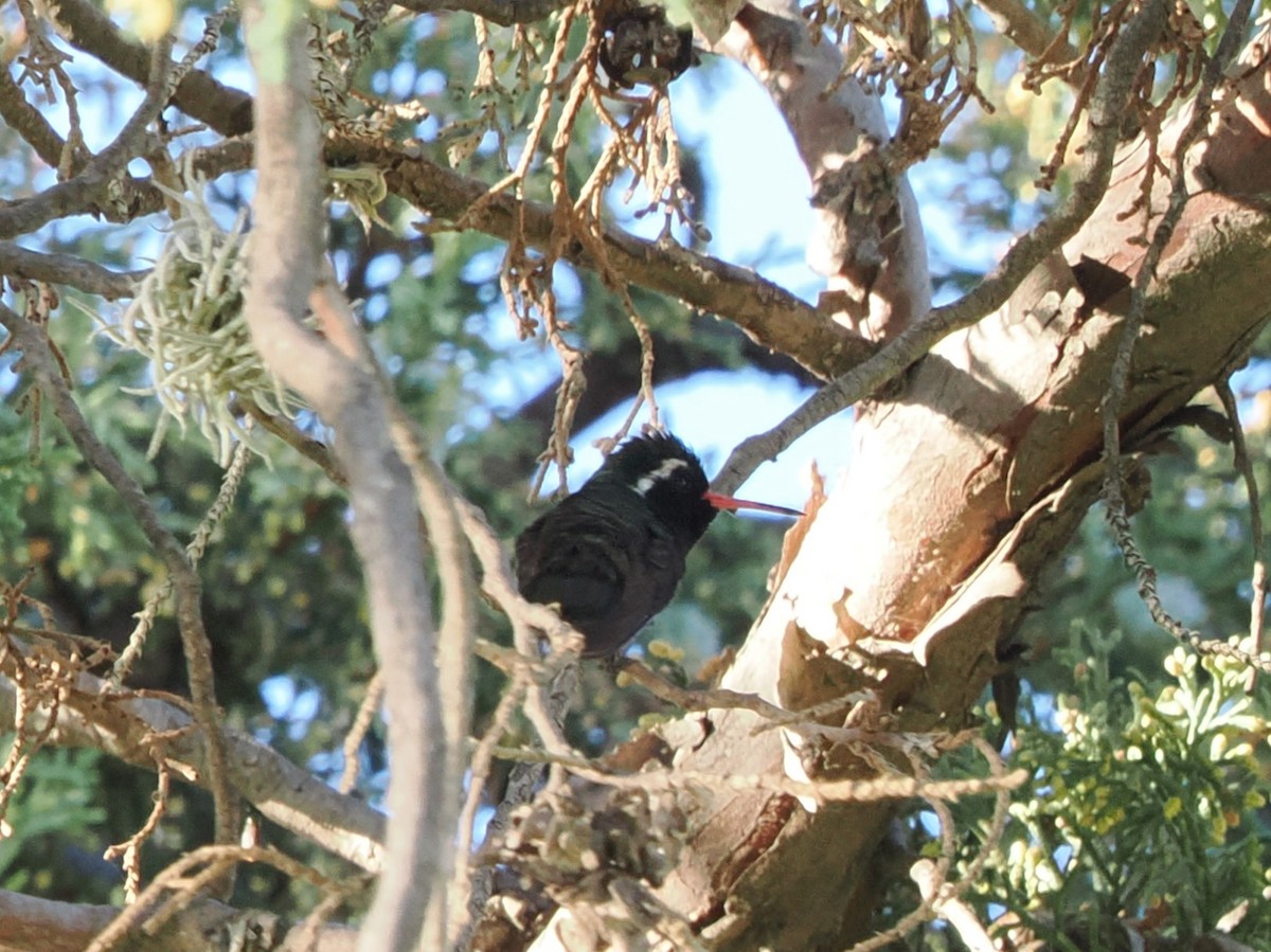 White-eared Hummingbird - ML643174193