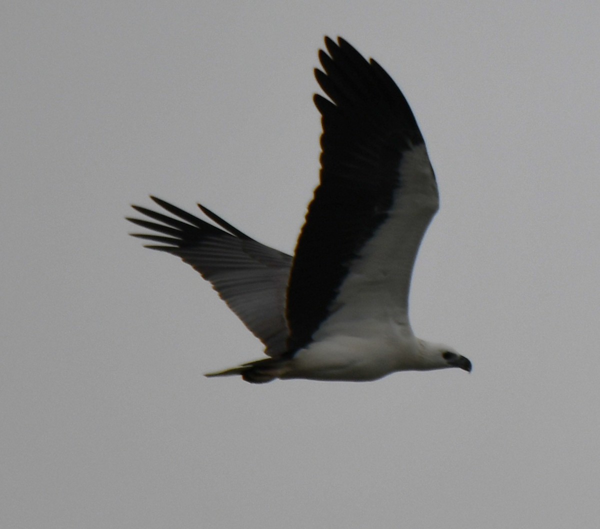 White-bellied Sea-Eagle - ML643174196