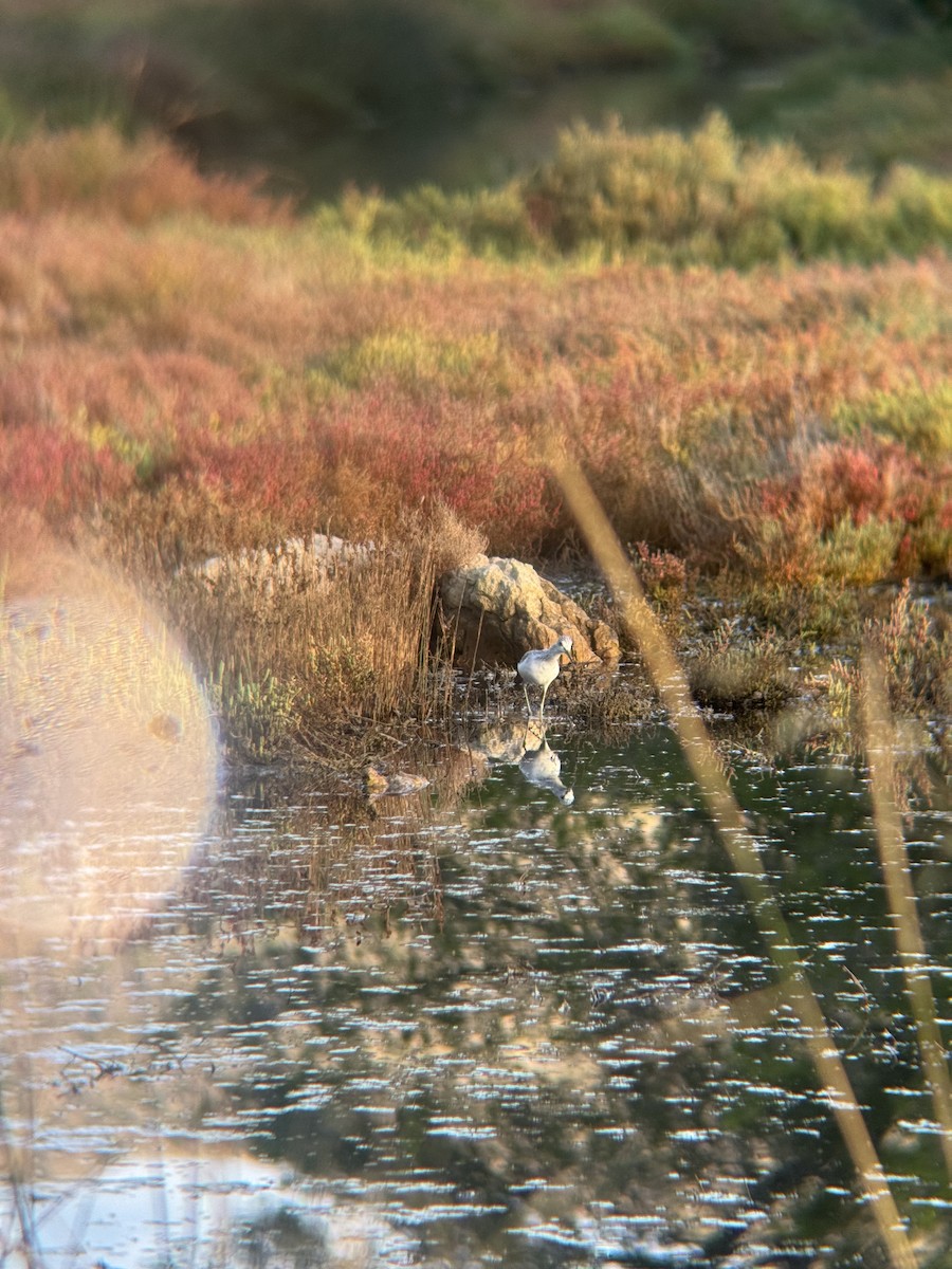 Common Greenshank - ML643174198