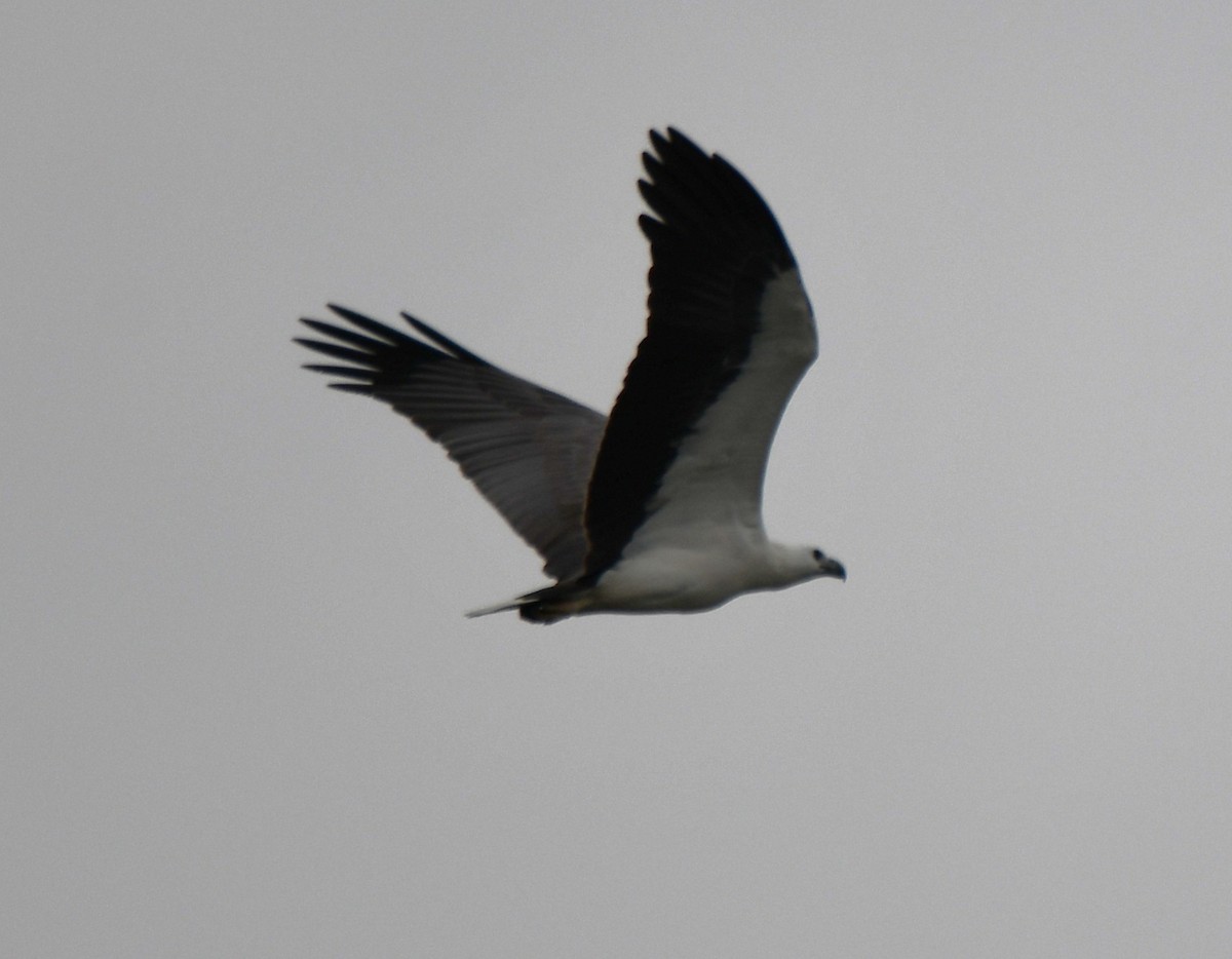White-bellied Sea-Eagle - ML643174199