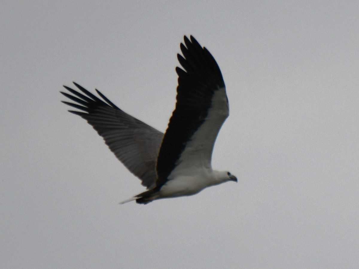 White-bellied Sea-Eagle - ML643174202