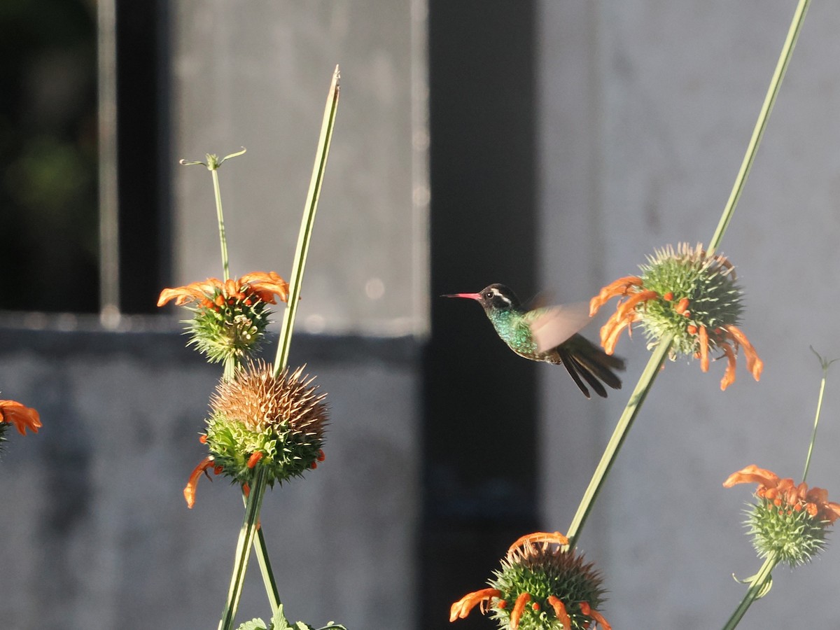White-eared Hummingbird - ML643174210