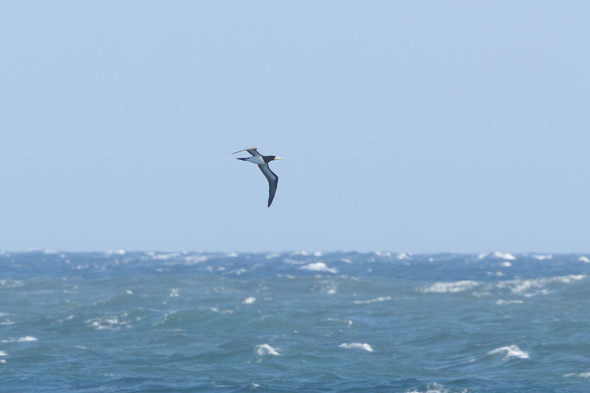 Brown Booby - ML643174213