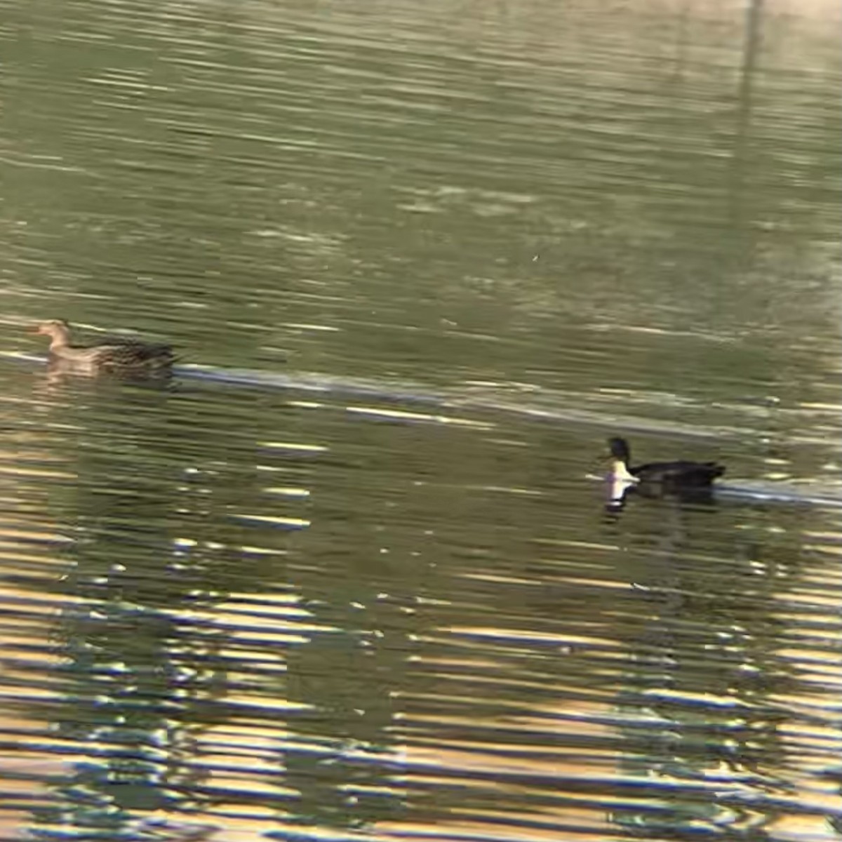 Mallard (Domestic type) - ML643174220