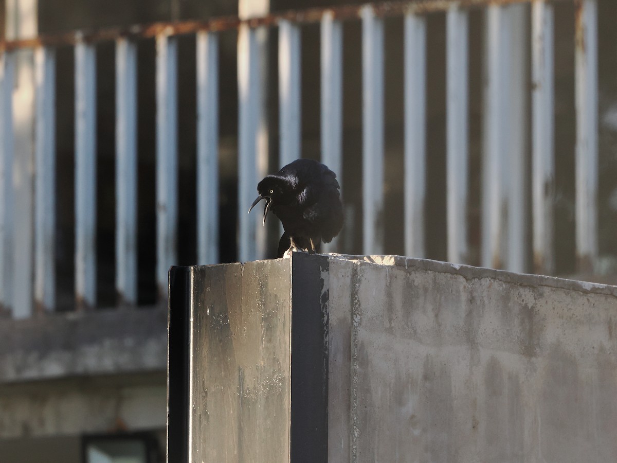 Great-tailed Grackle (Great-tailed) - ML643174221