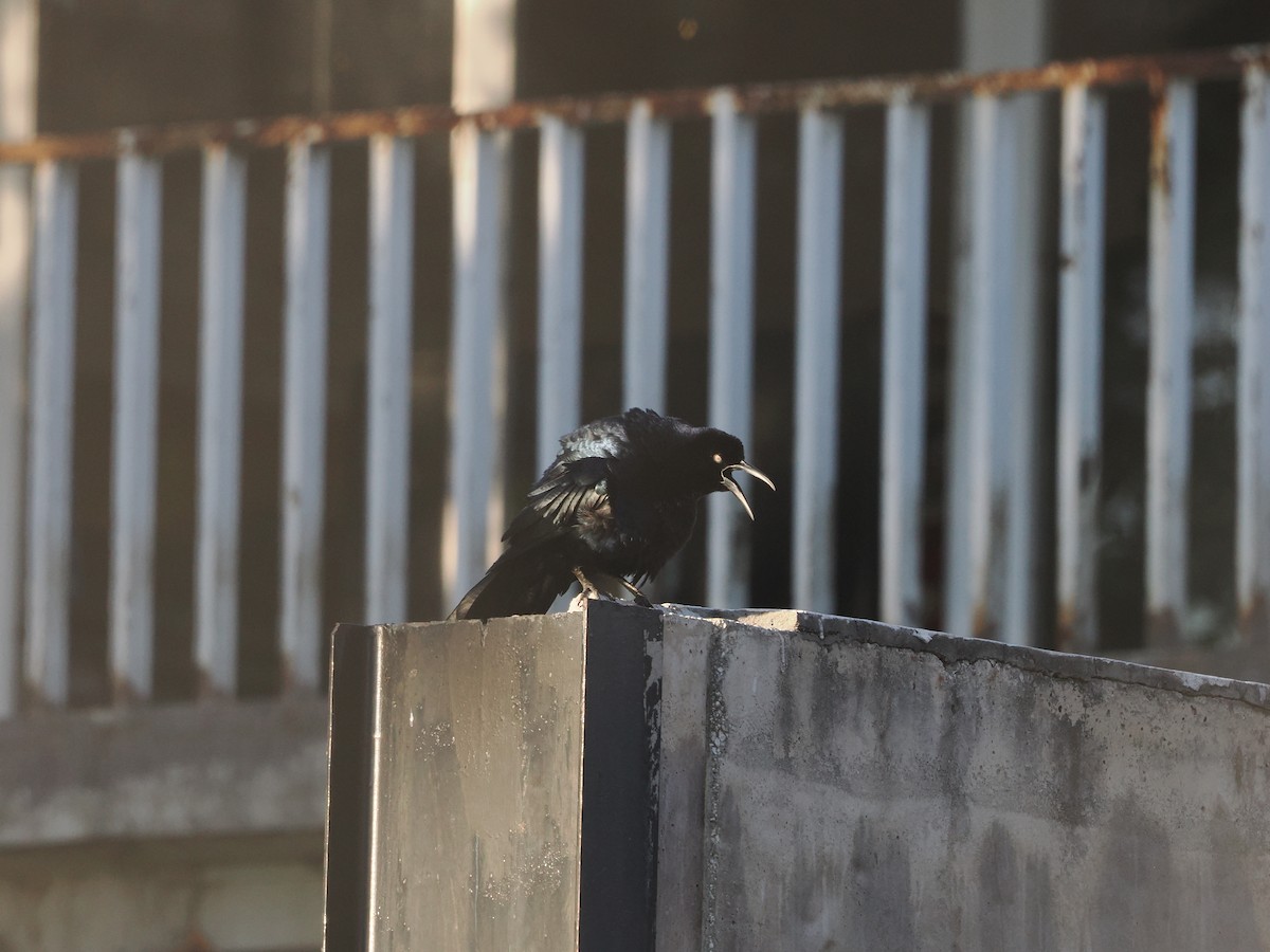 Great-tailed Grackle (Great-tailed) - ML643174223