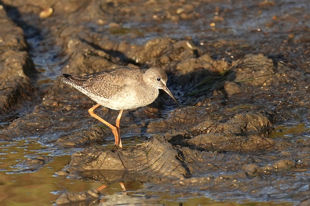 Chevalier gambette - ML643174244