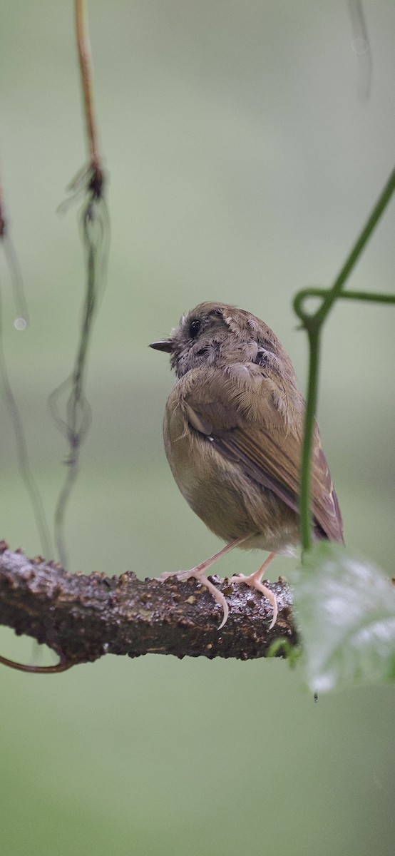 White-gorgeted Flycatcher - ML643174251