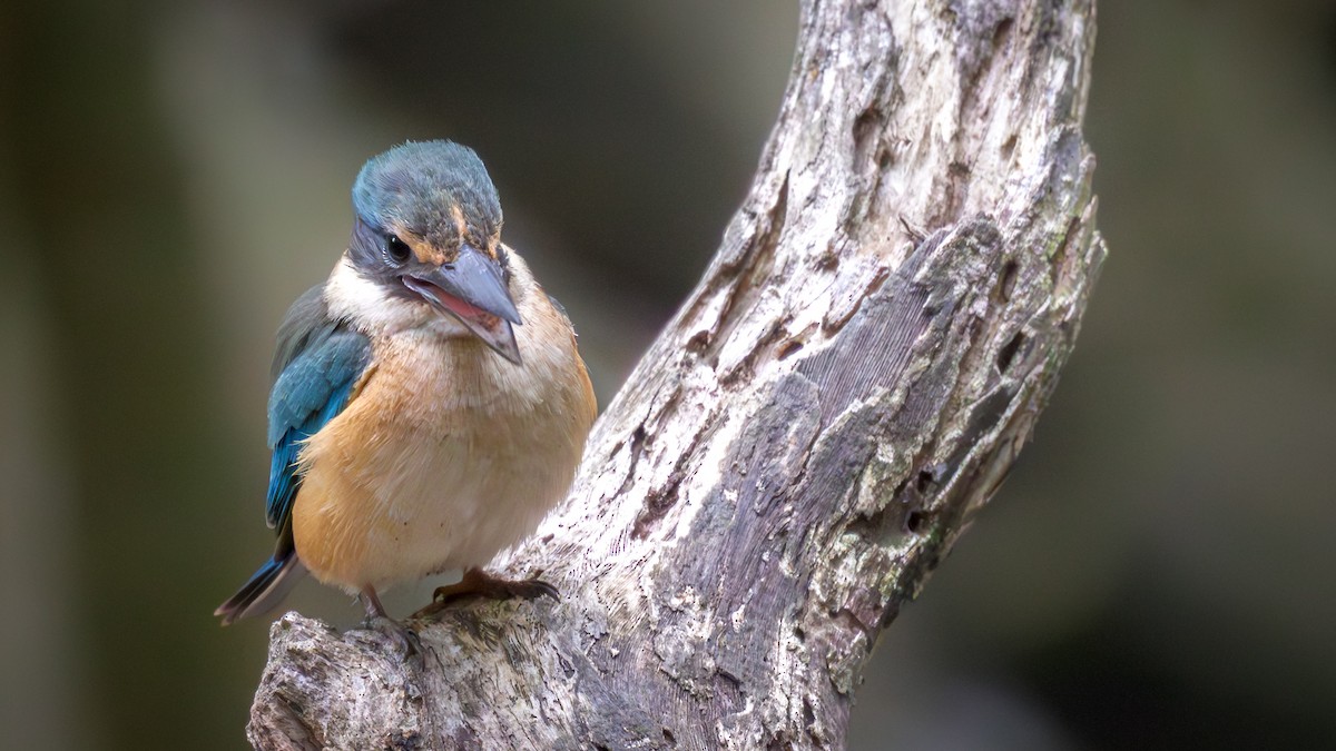 Sacred Kingfisher - ML643174279