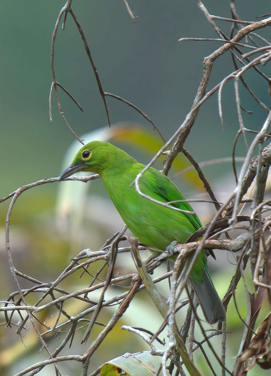 Lesser Green Leafbird - ML643174287