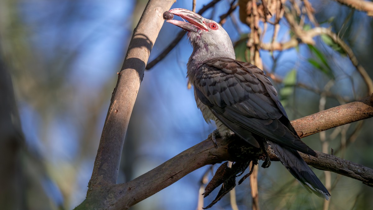 Channel-billed Cuckoo - ML643174292