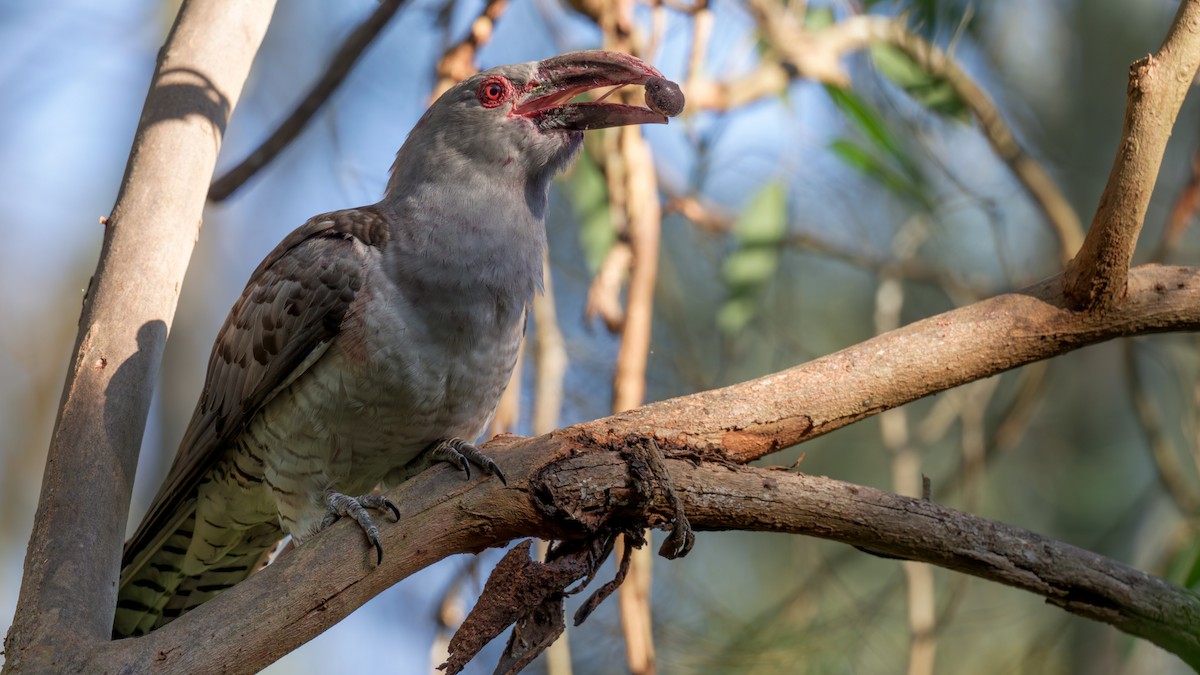 Channel-billed Cuckoo - ML643174302