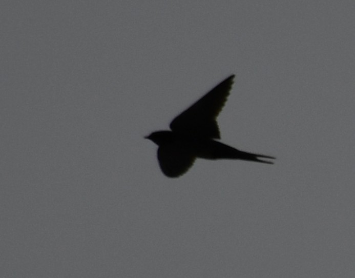 Hirondelle rustique - ML643174314