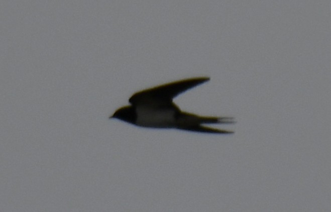 Hirondelle rustique - ML643174316