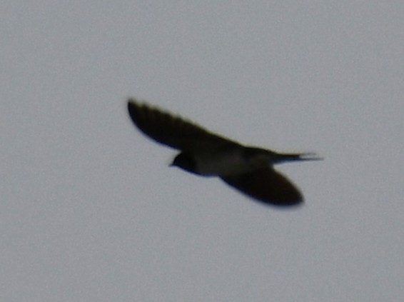 Hirondelle rustique - ML643174318