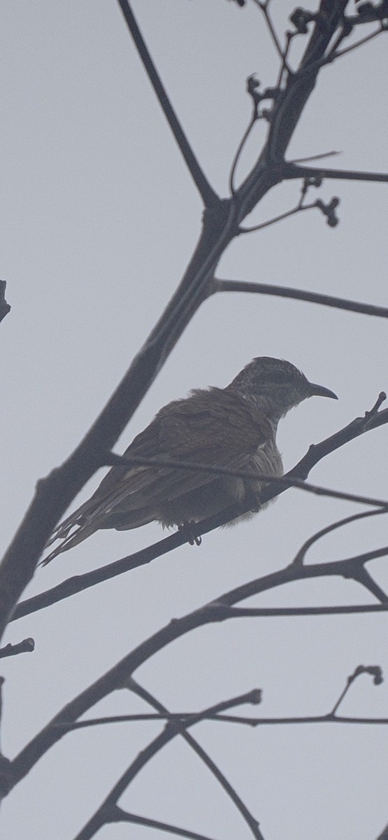 Banded Bay Cuckoo - ML643174323