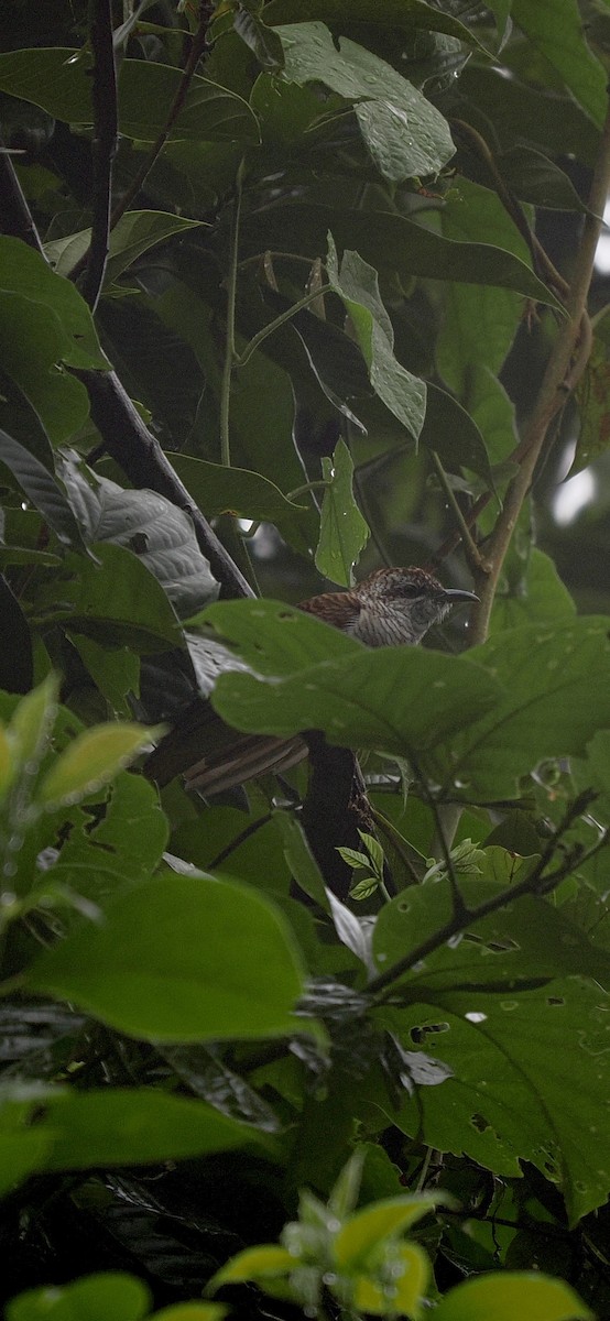 Banded Bay Cuckoo - ML643174329
