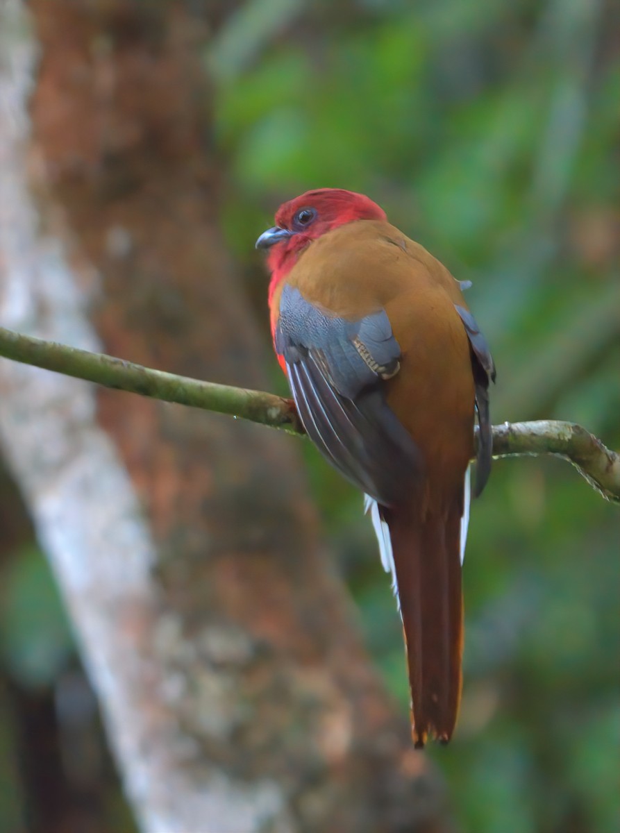 Red-headed Trogon - ML643174333
