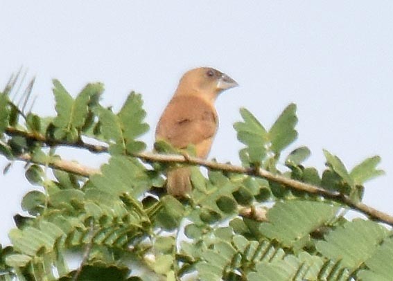 Scaly-breasted Munia - ML643174336