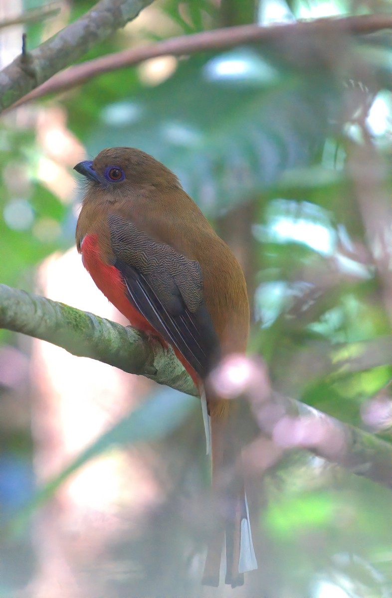 Red-headed Trogon - ML643174338