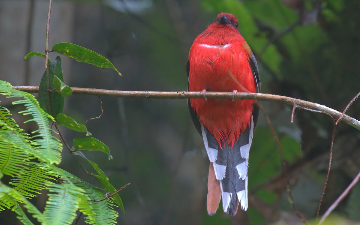 Red-headed Trogon - ML643174342