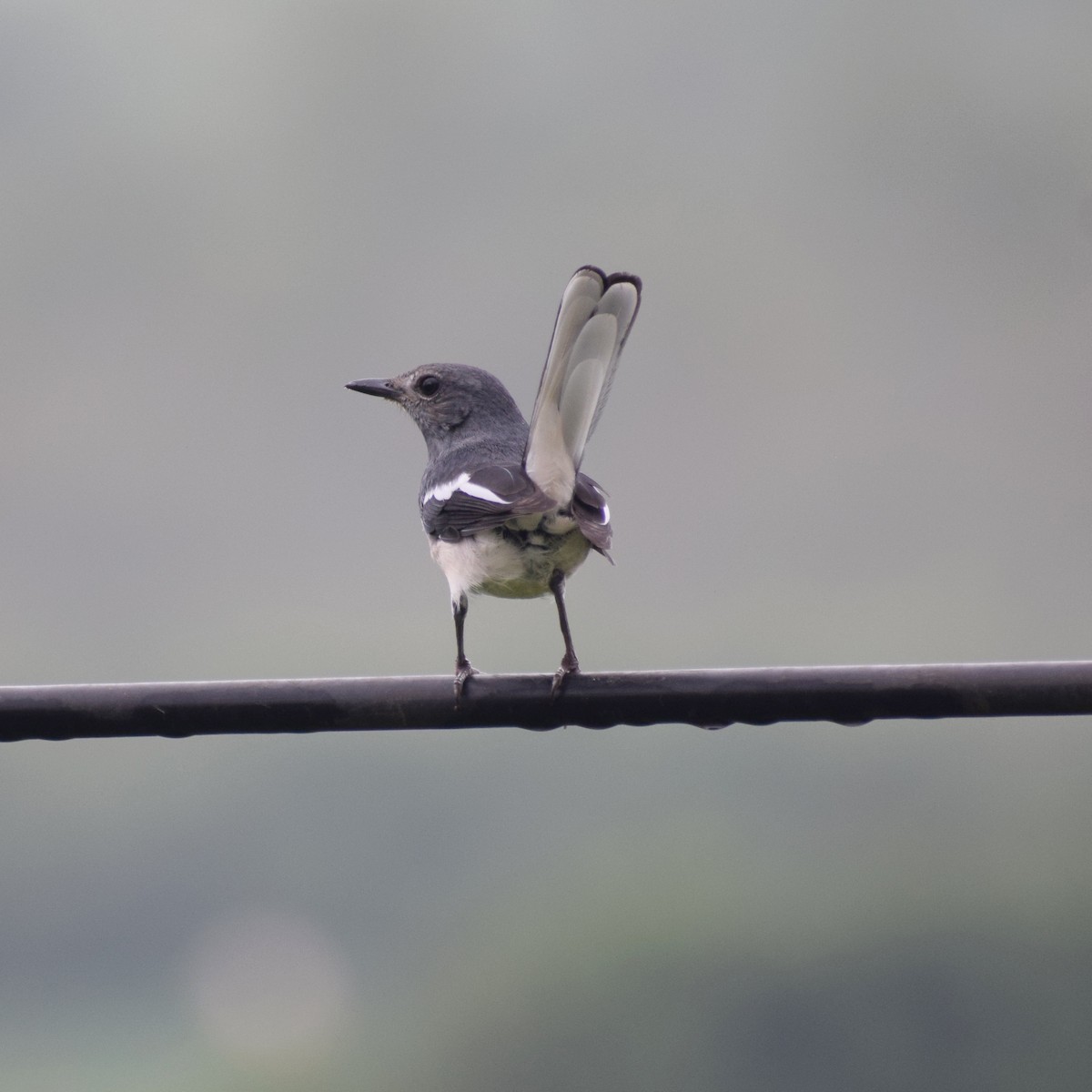 Oriental Magpie-Robin - ML643174345