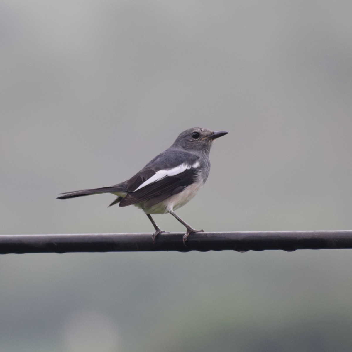 Oriental Magpie-Robin - ML643174346