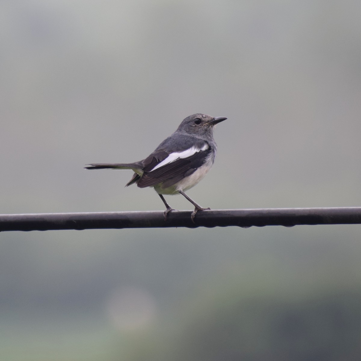 Oriental Magpie-Robin - ML643174347