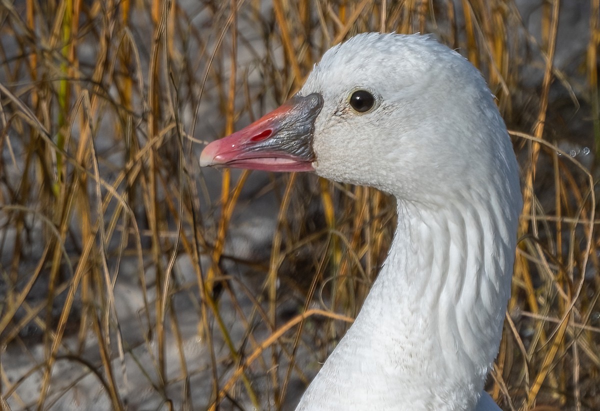 Ross's Goose - ML643174358