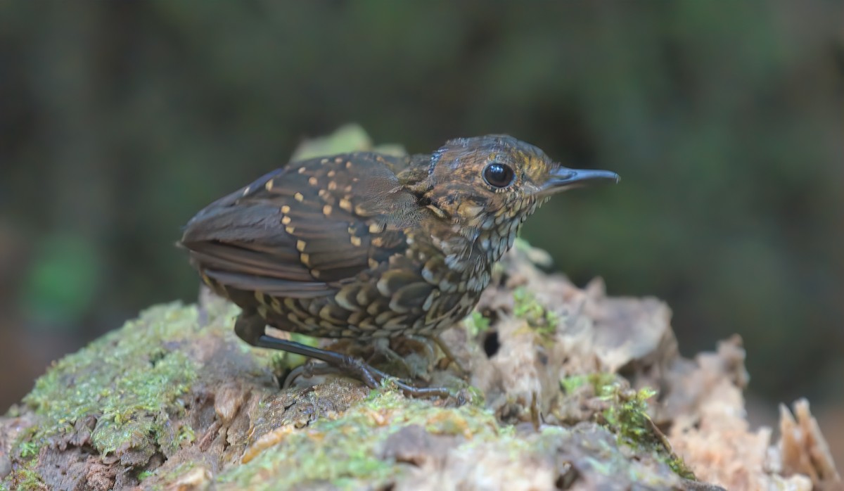 タカサゴミソサザイ - ML643174366