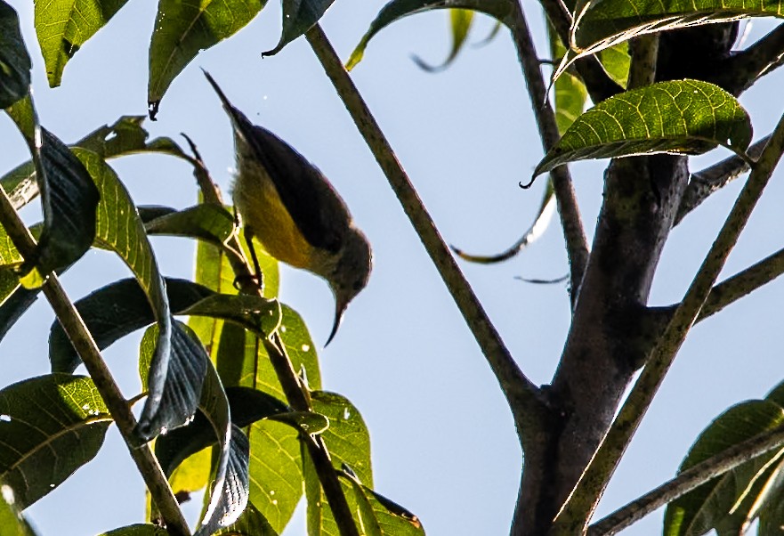 Black-throated Sunbird - ML643174369