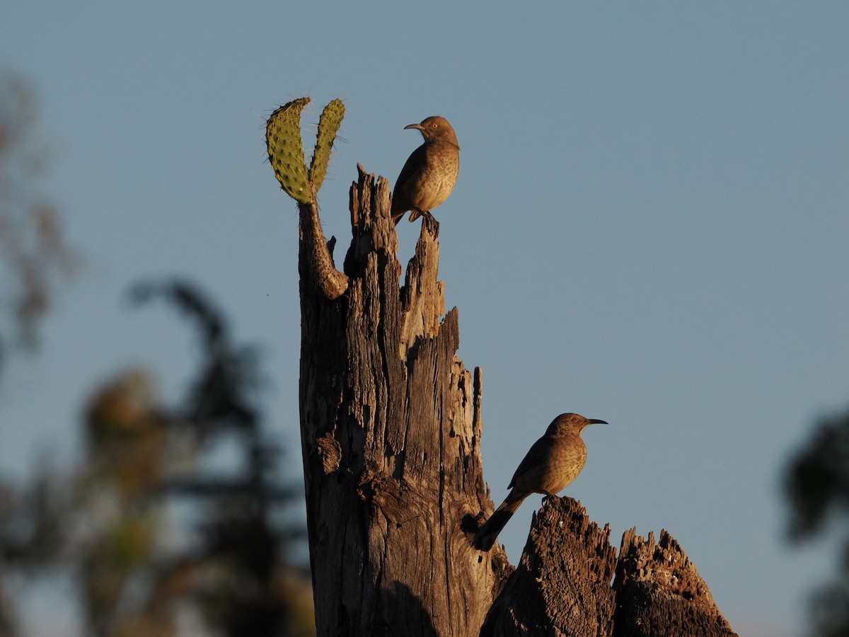 Curve-billed Thrasher (curvirostre Group) - ML643174371