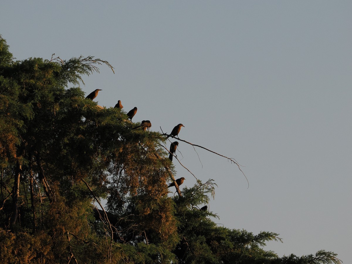 Great-tailed Grackle (Great-tailed) - ML643174375