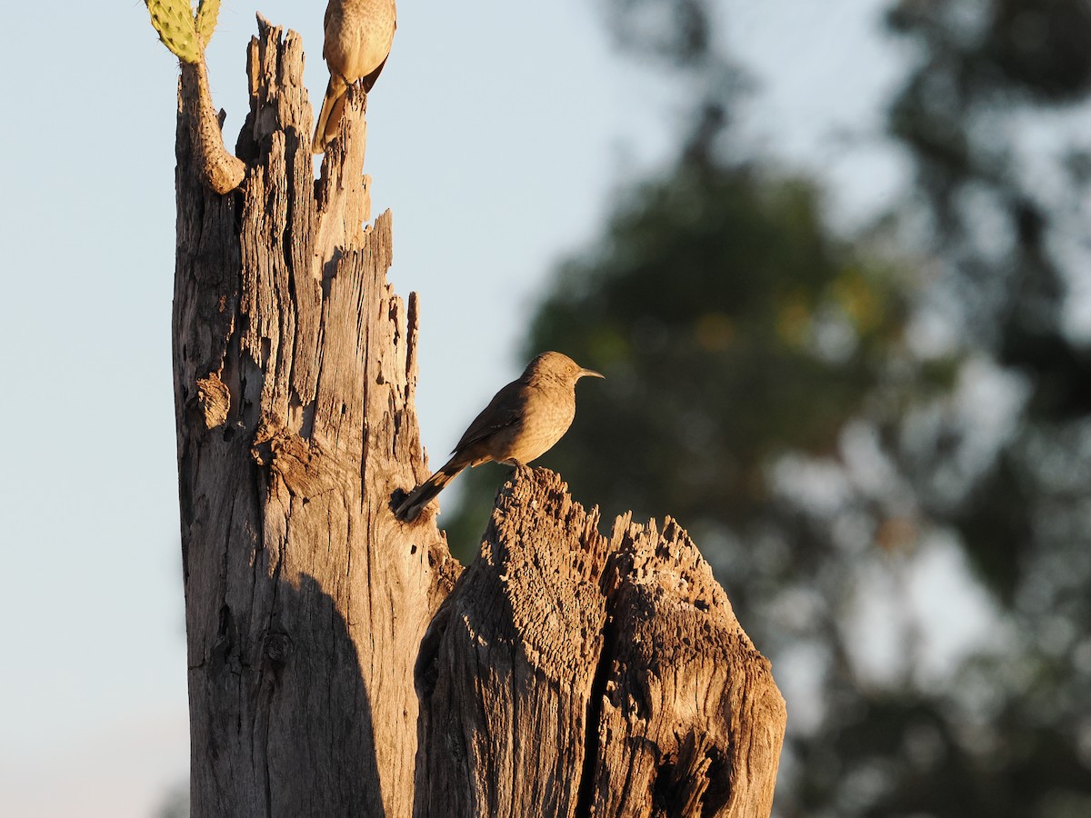 Curve-billed Thrasher (curvirostre Group) - ML643174377