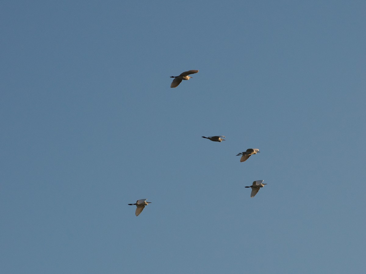 Western Cattle-Egret - ML643174379