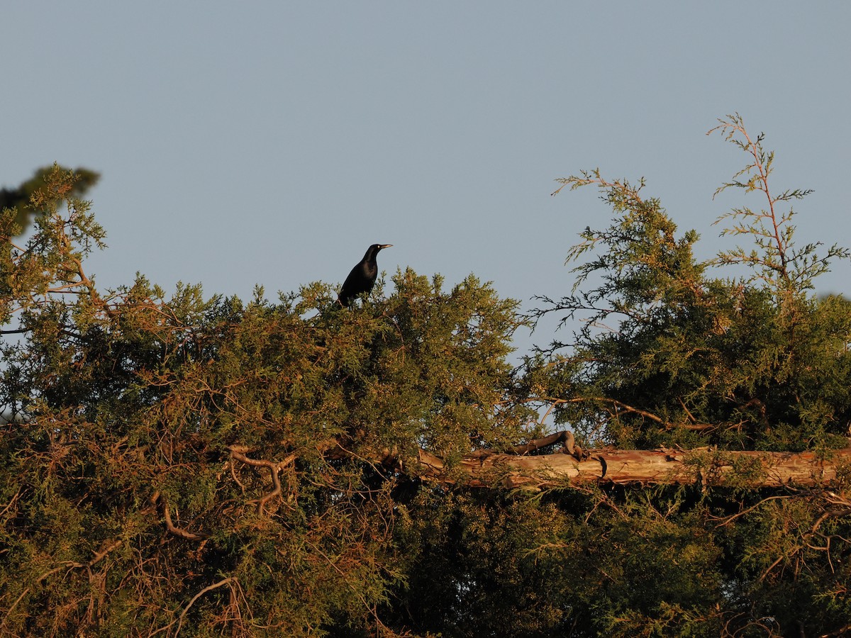 Great-tailed Grackle (Great-tailed) - ML643174380