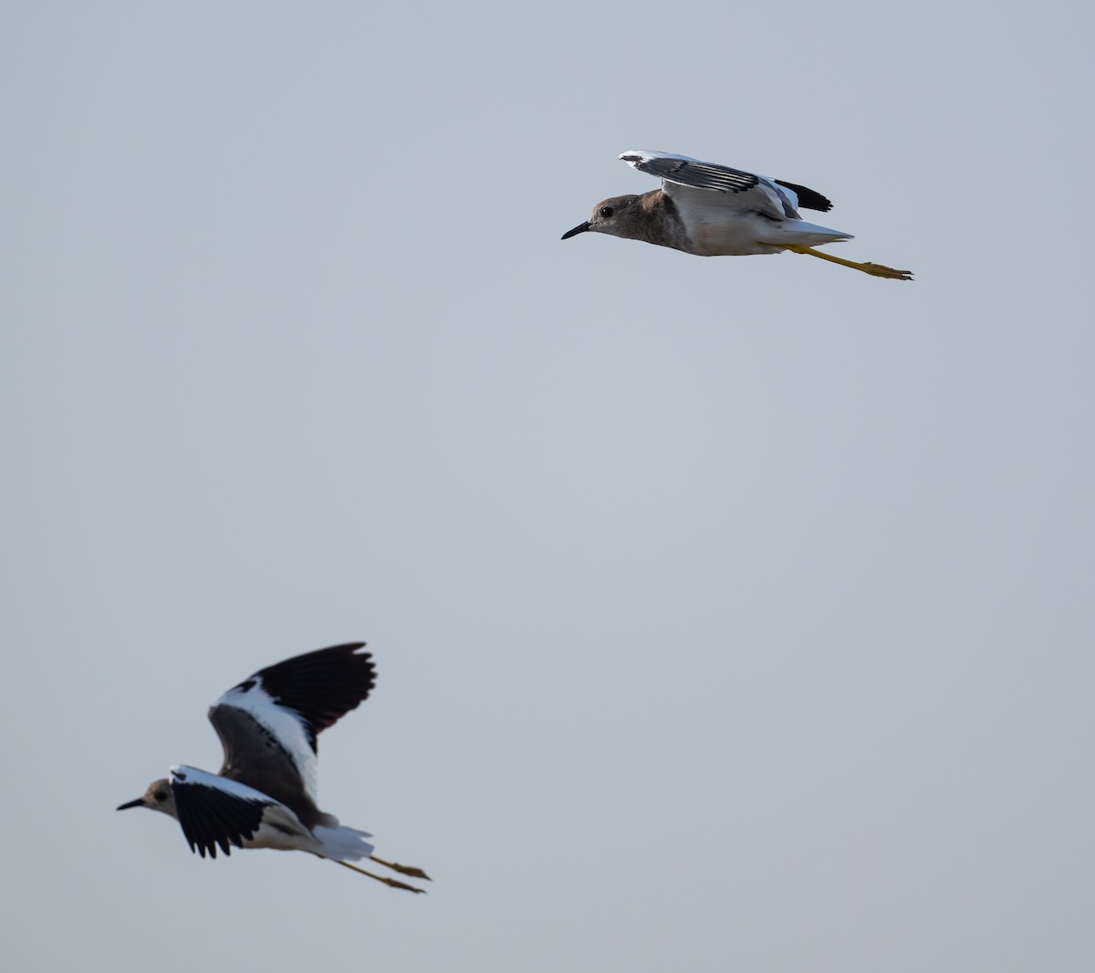 White-tailed Lapwing - ML643174381