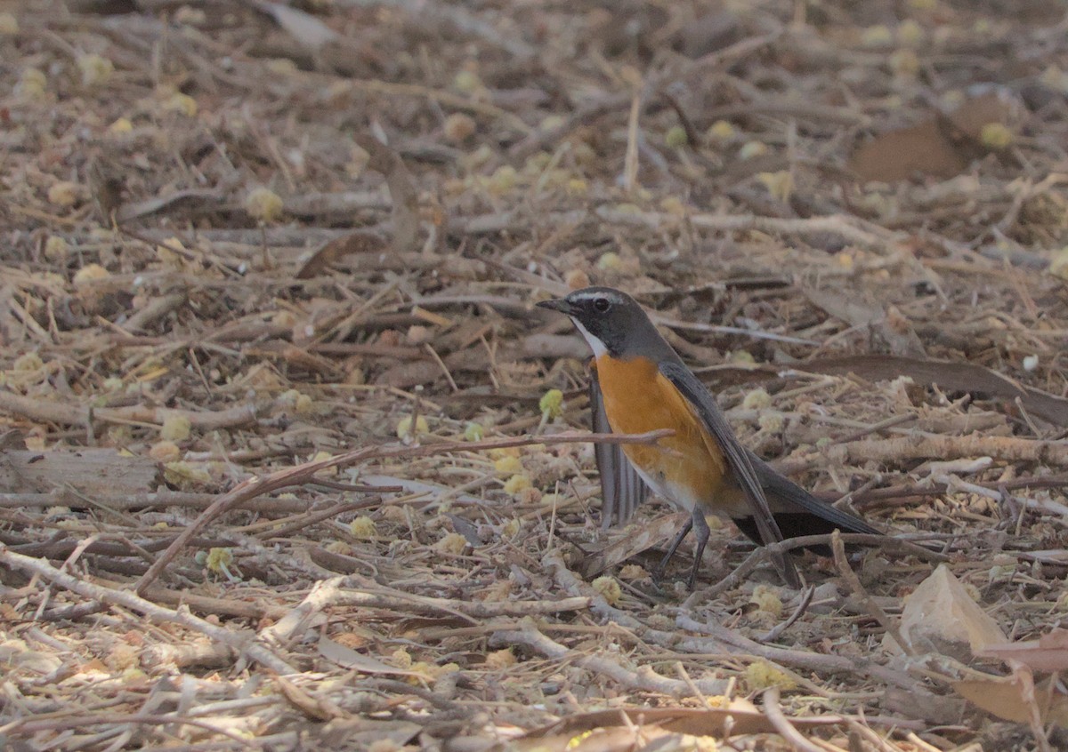 White-throated Robin - ML643174400