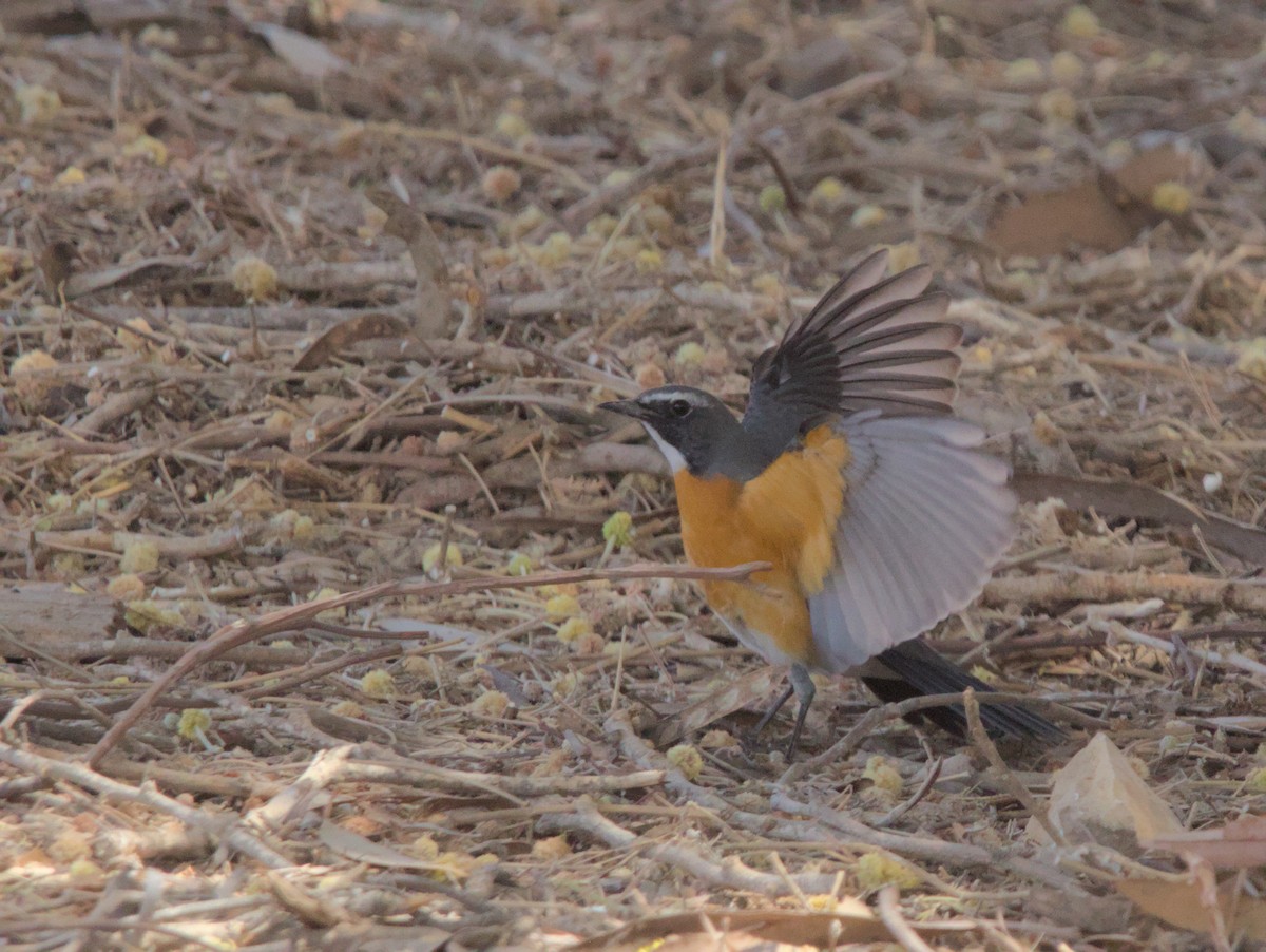 White-throated Robin - ML643174401